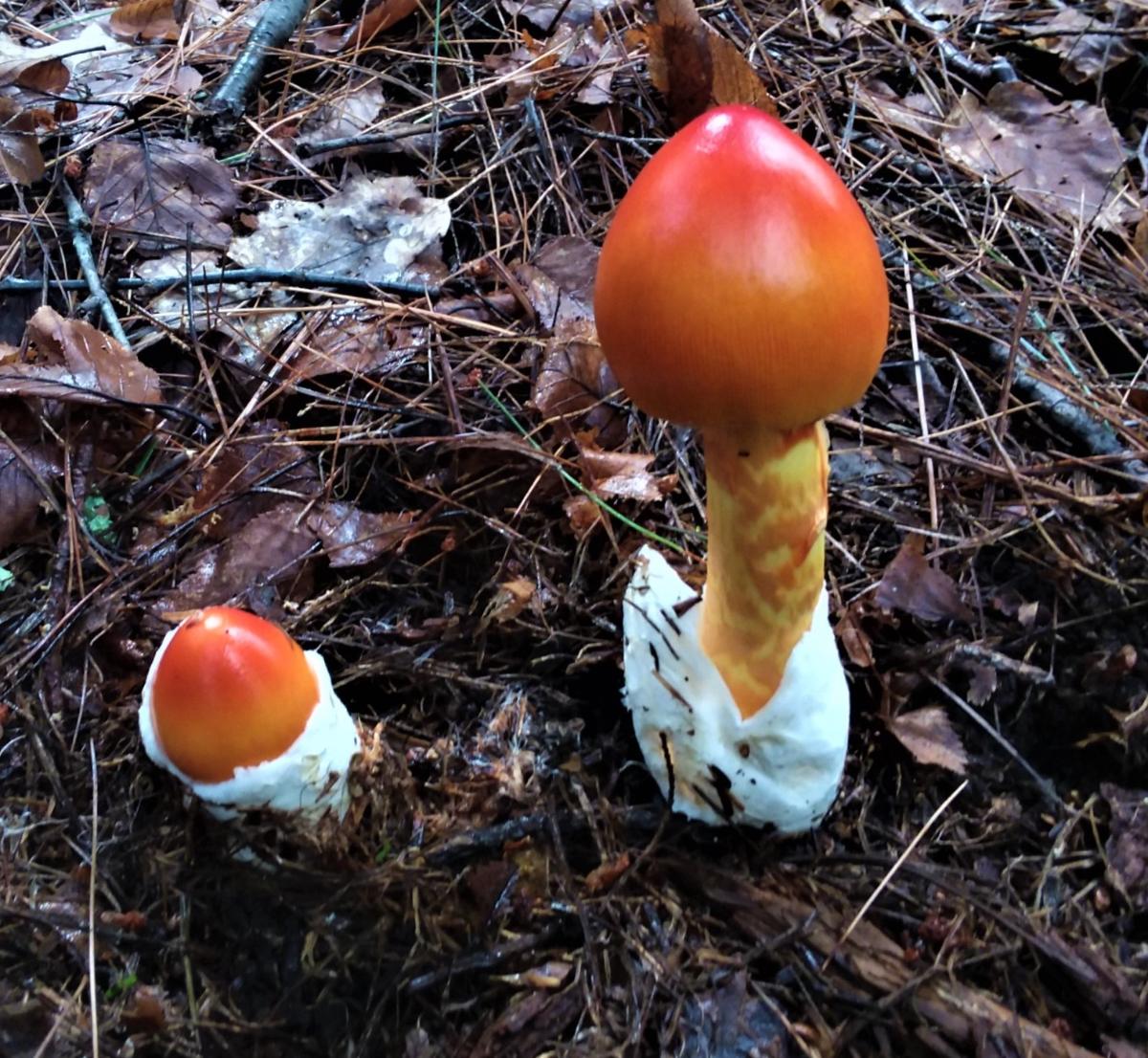 caesar mushrooms in pine and oak habitat
