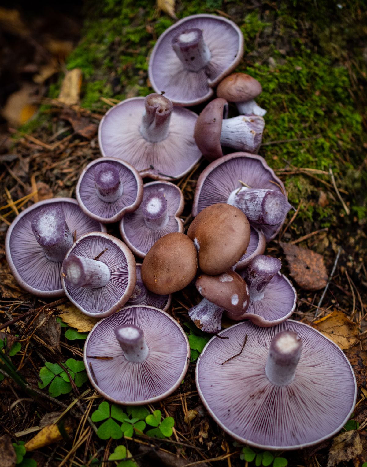 blewit mushroom