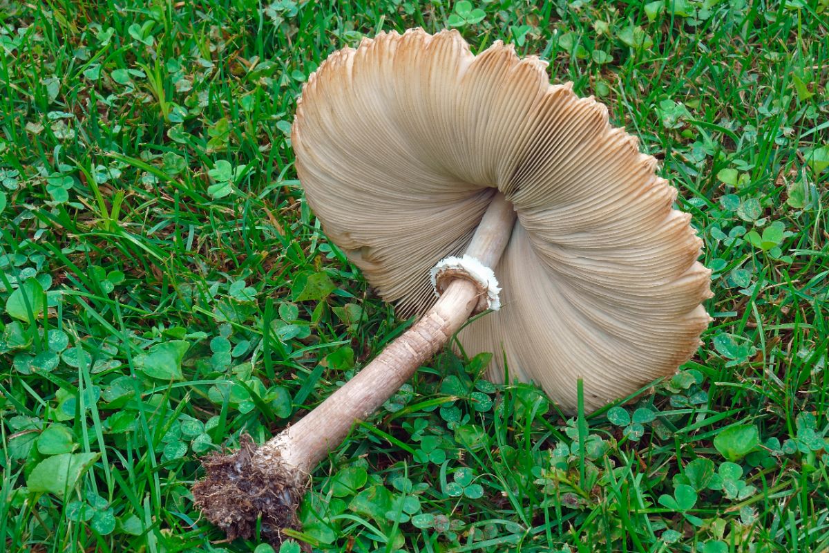 false parasol mushroom