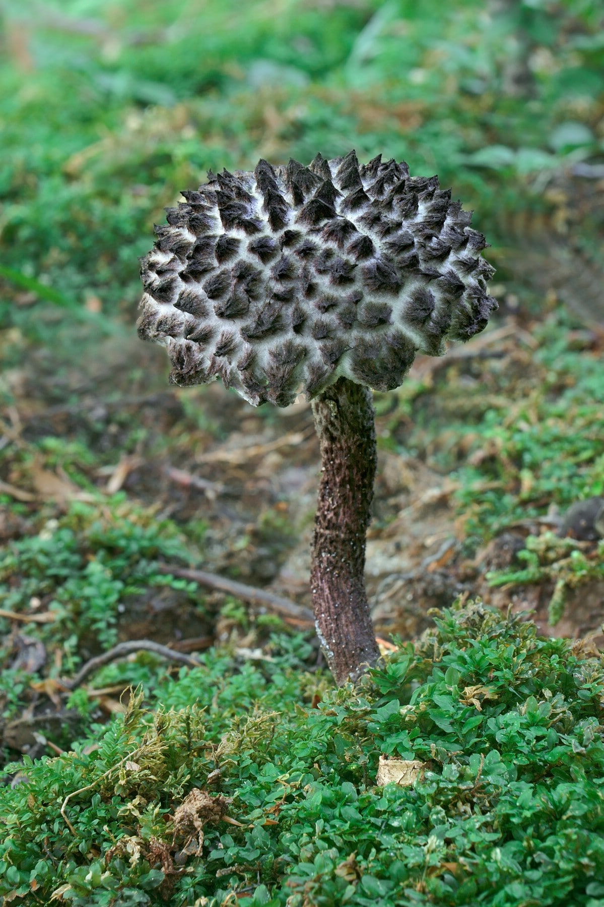 Mature old man of the woods on forest floor.