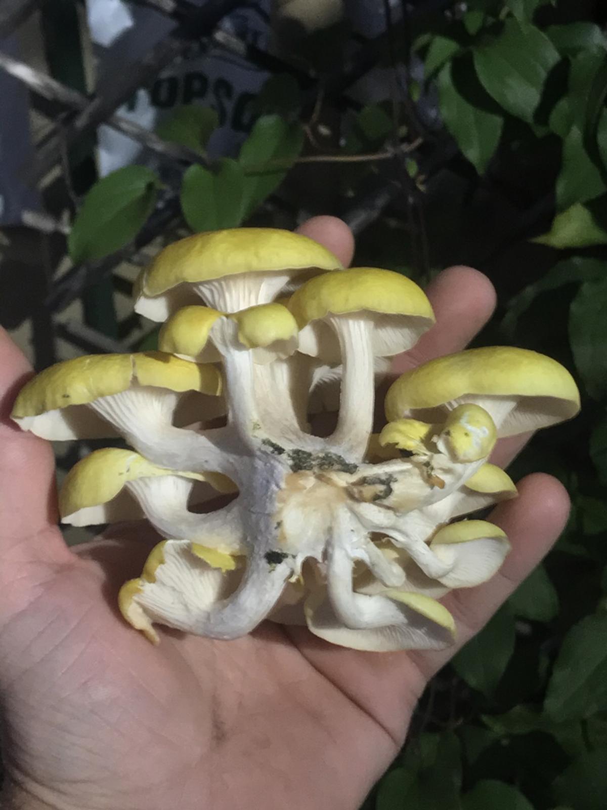 golden oyster mushrooms
