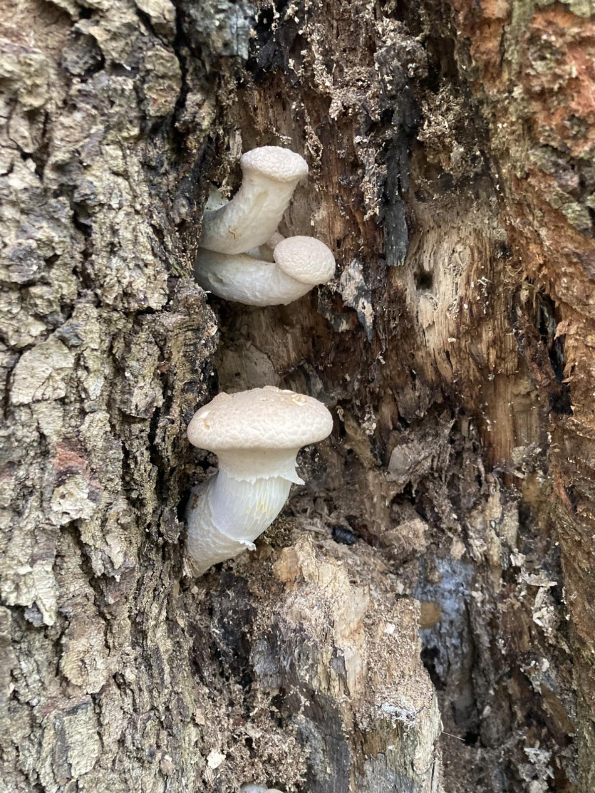 baby veiled oyster mushrooms