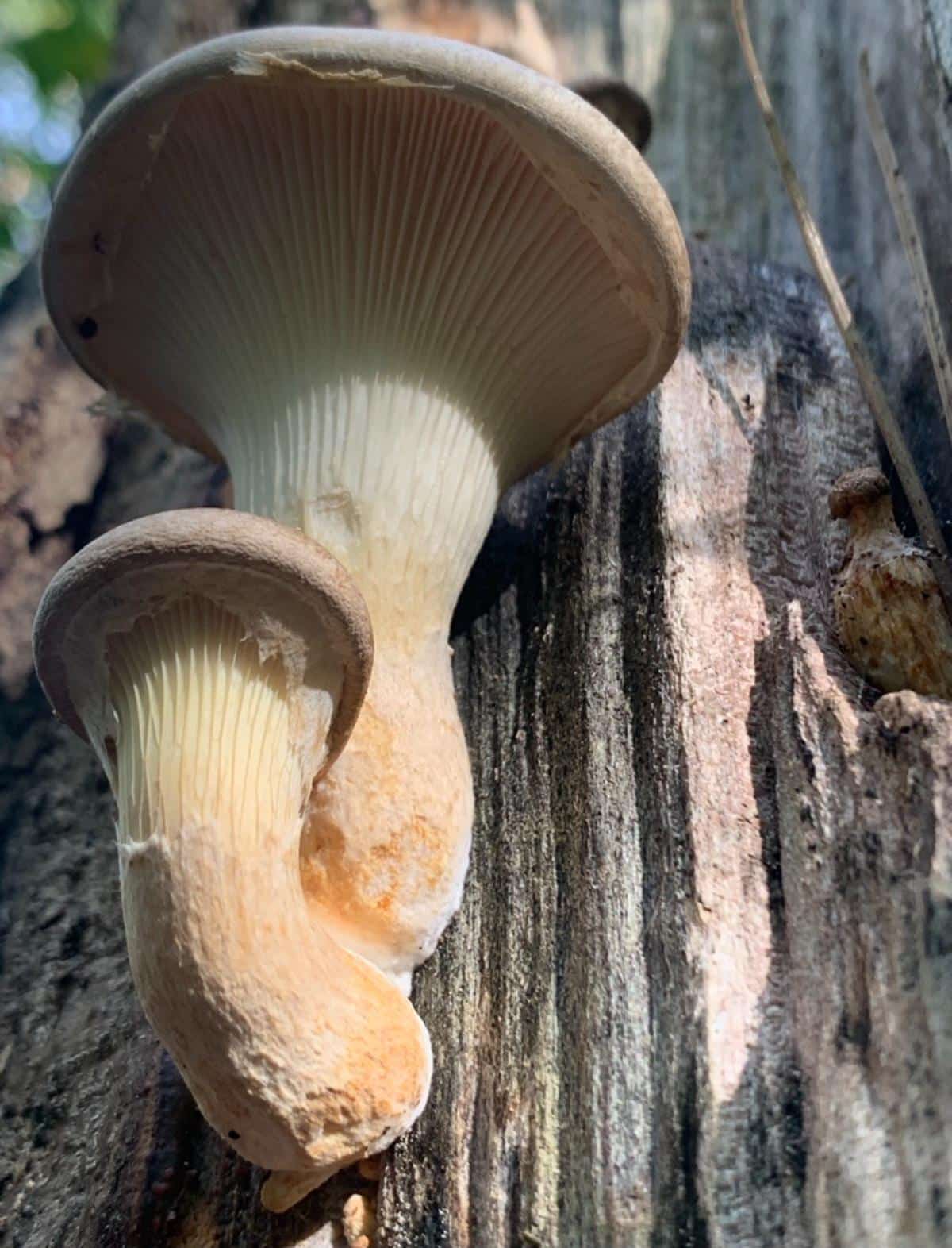 veiled oyster mushroom
