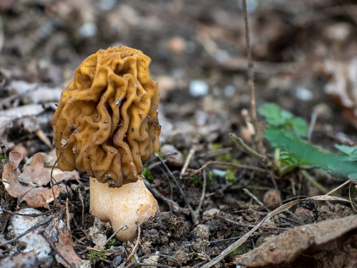 morel mushroom
