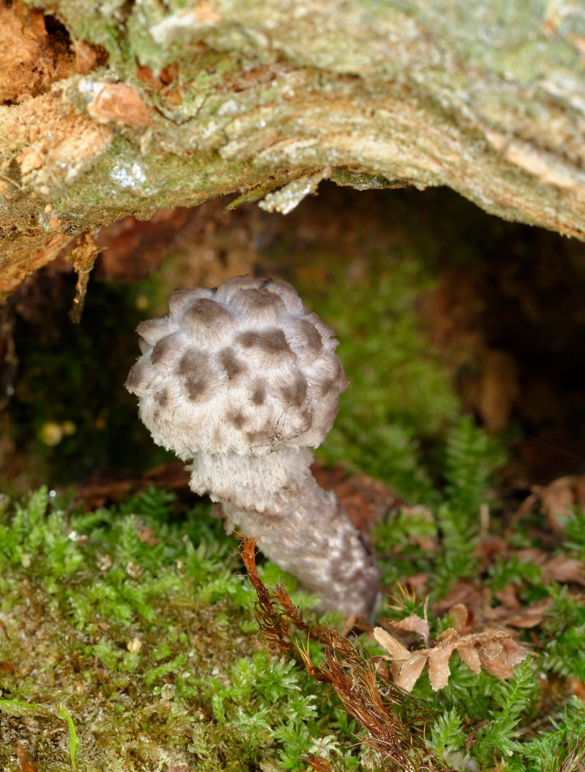 Small old man of the woods on mossy forest floor.