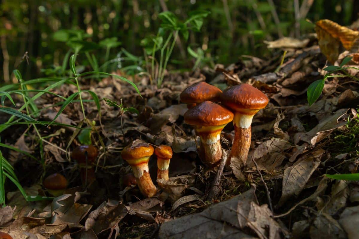 slippery jacks mushrooms