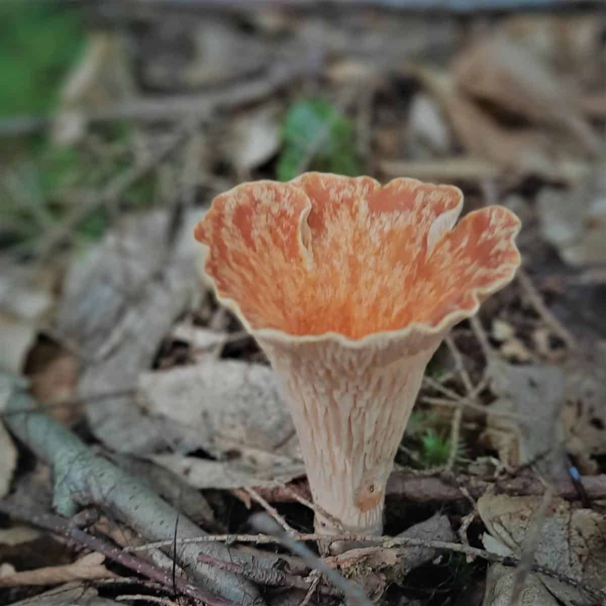 Top view of scaly vase mushroom