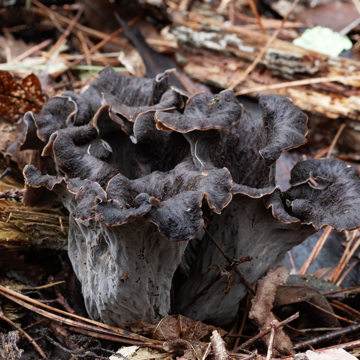 black trumpet mushroom