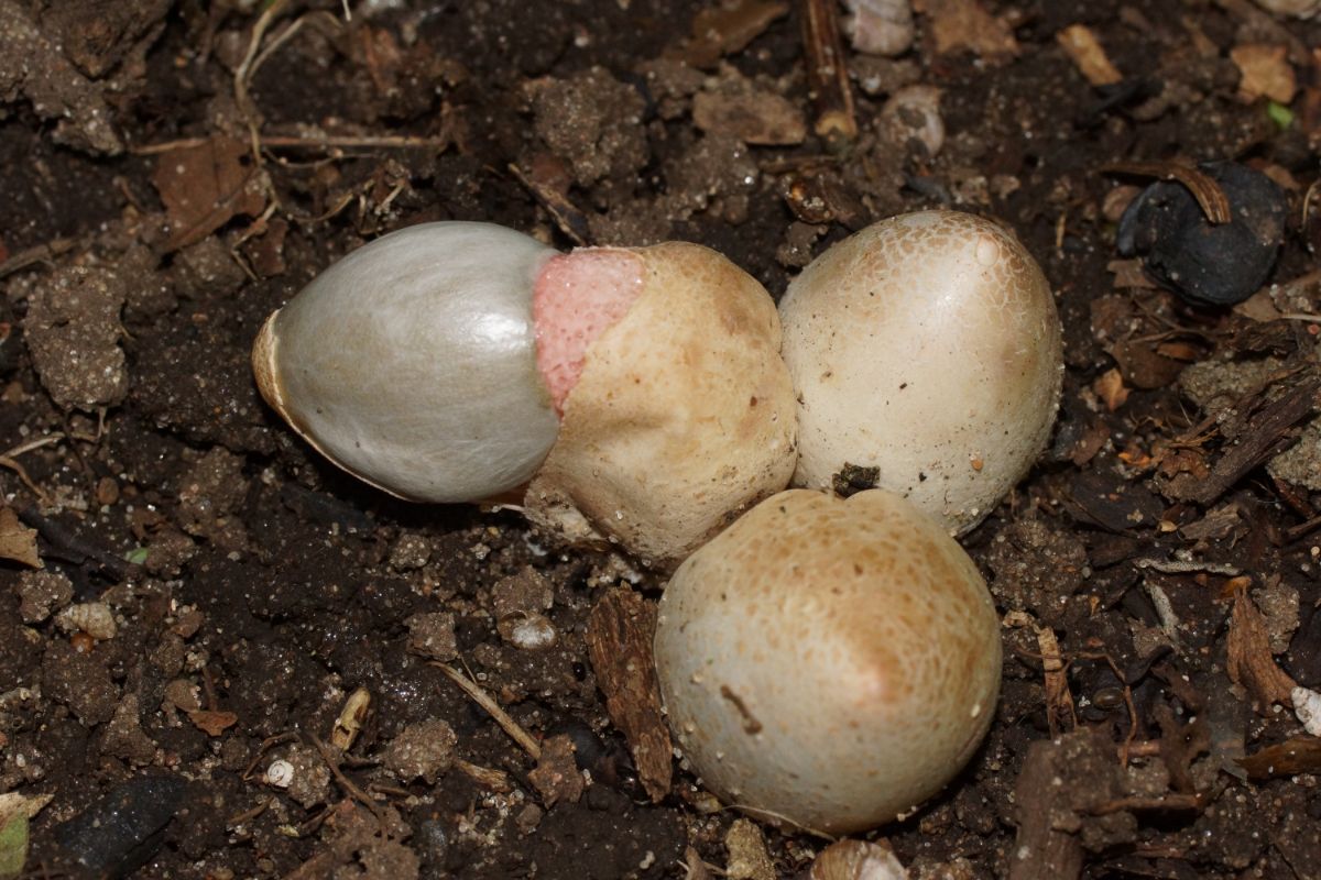 stinkhorn fungus eggs