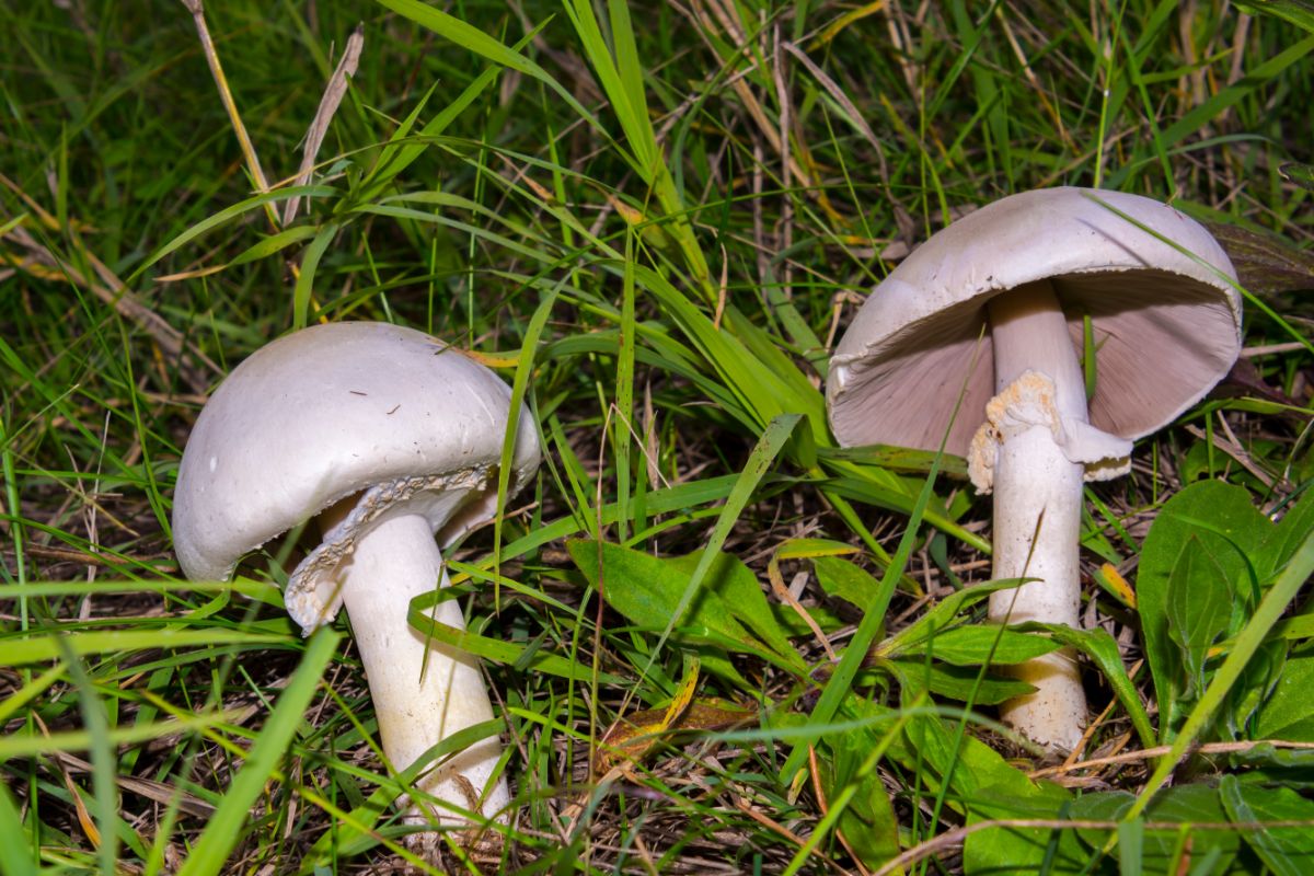 meadow mushrooms