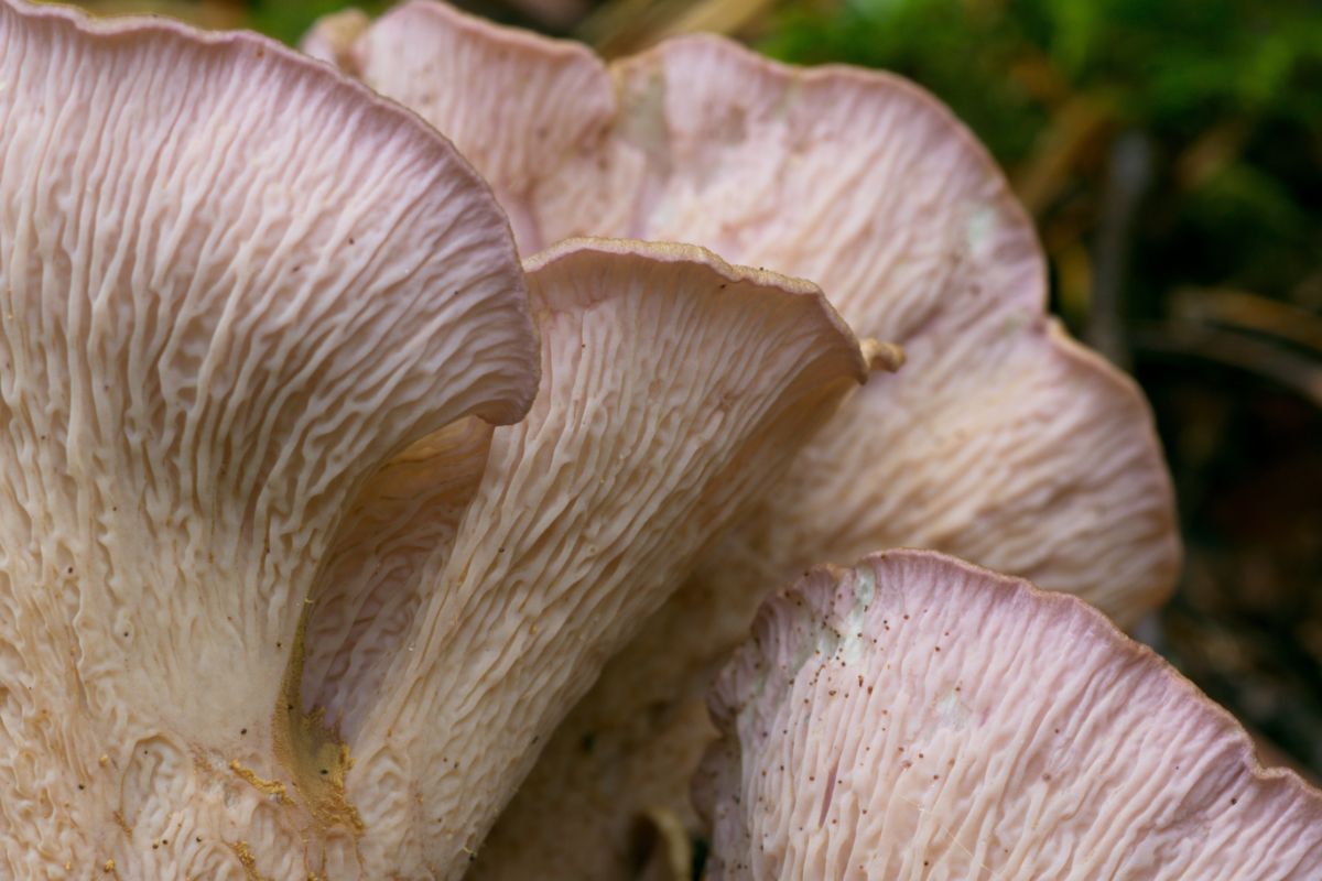 pig's ear mushroom