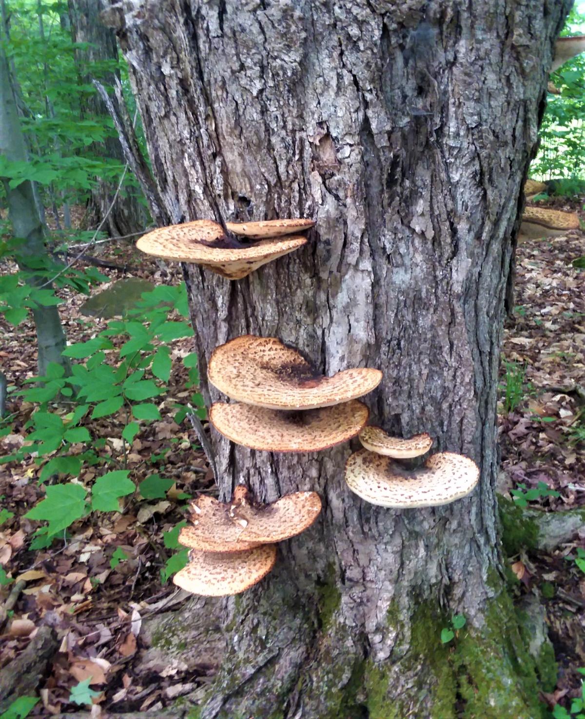 Eight mature dryad saddle mushrooms growing on a tree.