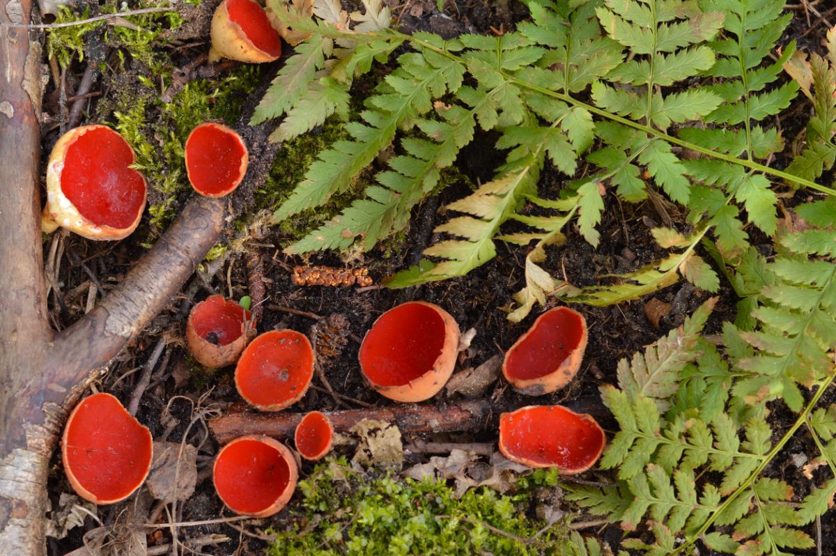 scarlet elf cups fungi