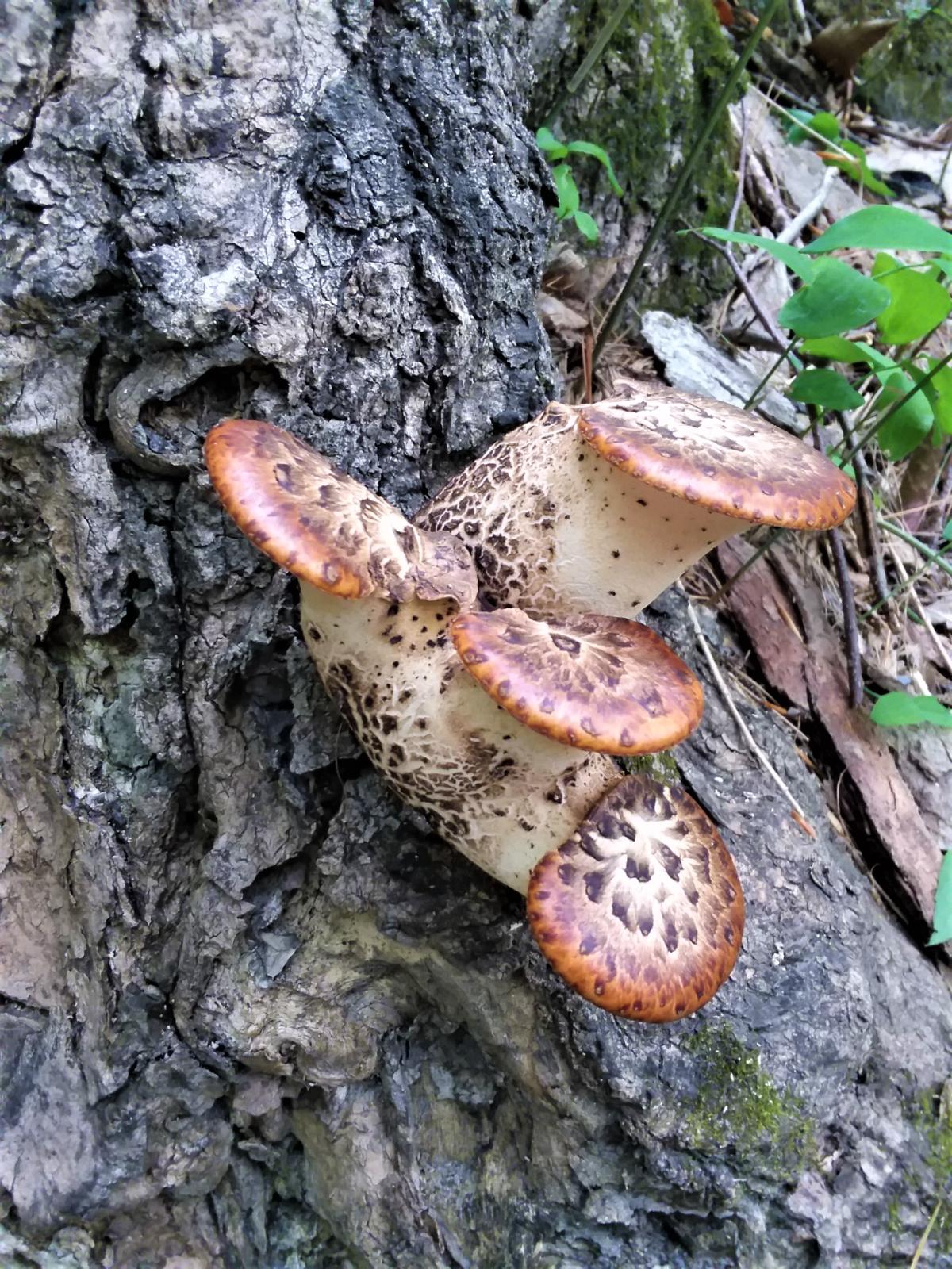 Young dryad saddle mushroom, four "heads" from one base