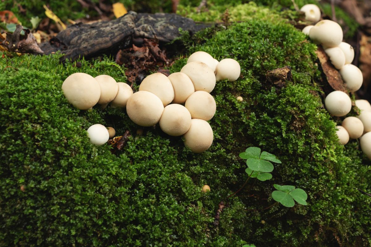 bunch of little puffball mushrooms