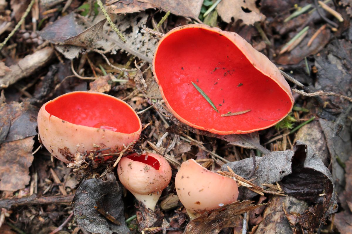 scarlet cups