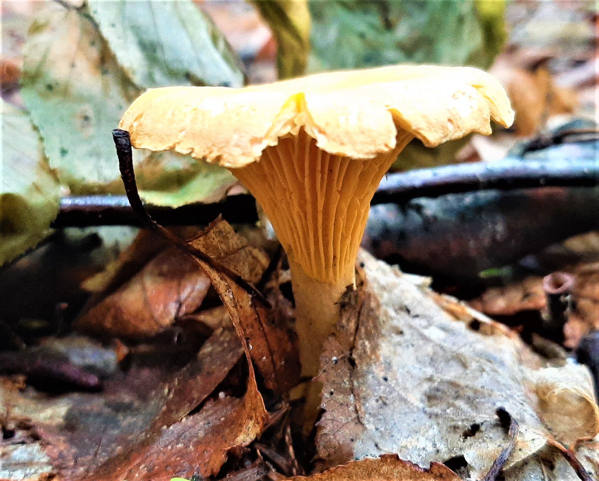 Single chanterelle in forest