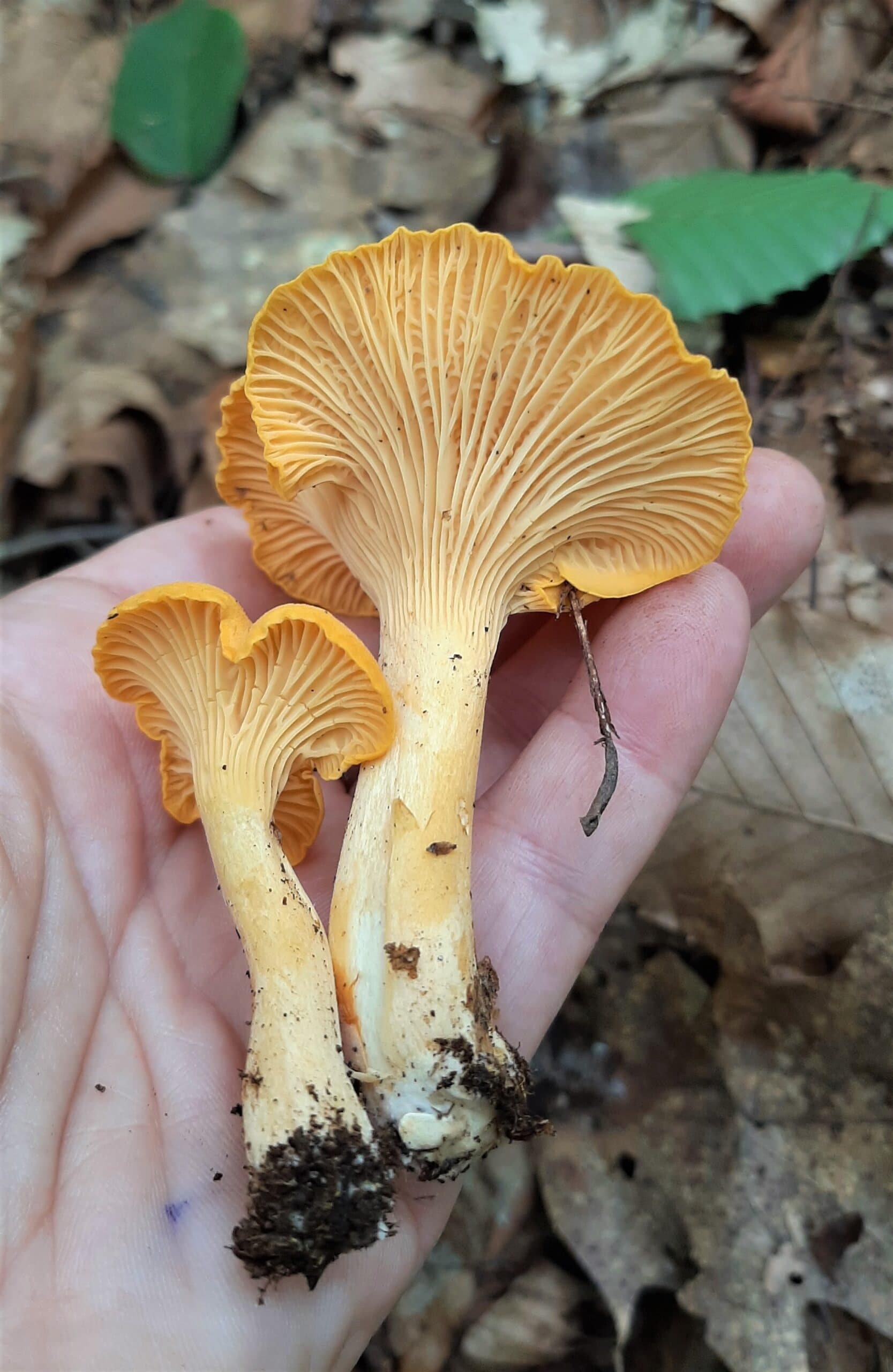 Two chanterelles in hand