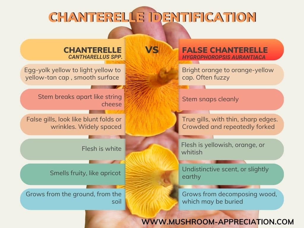 chanterelle vs false chanterelle id chart