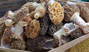 Learn how to clean morel mushrooms for cooking