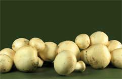 Edible mushrooms - white buttons