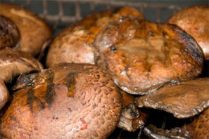 Grilled Portobello Marinated Mushroom Recipe