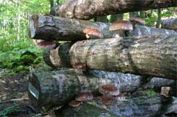 Growing mushrooms on logs is fun