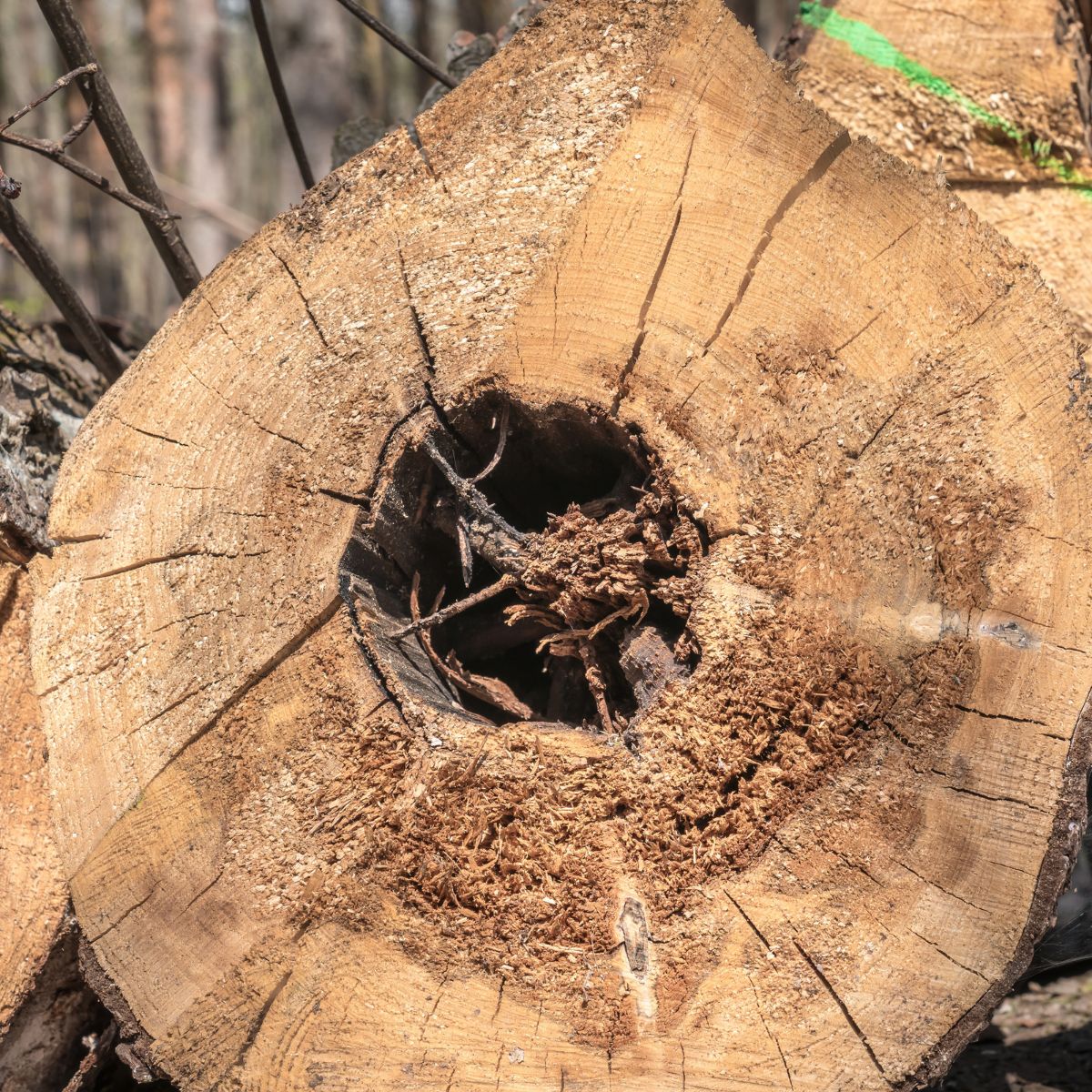 heartwood rot
