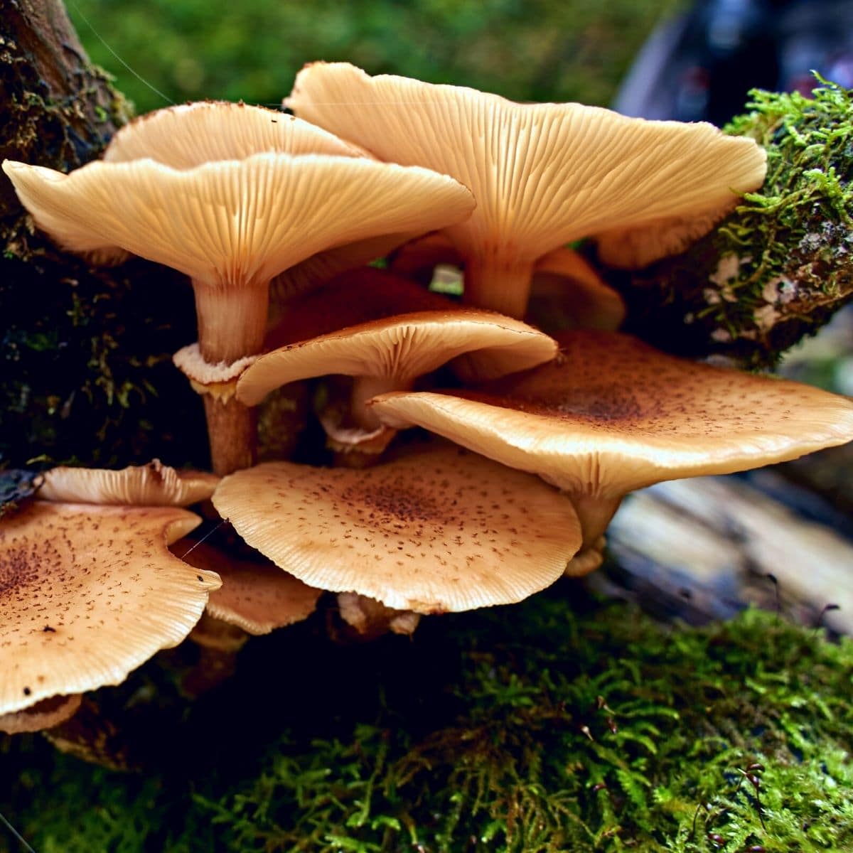 honey mushroom in oregon