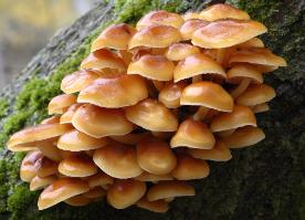 parasitic honey mushrooms