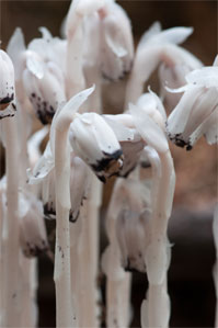 Indian pipes are actually plants