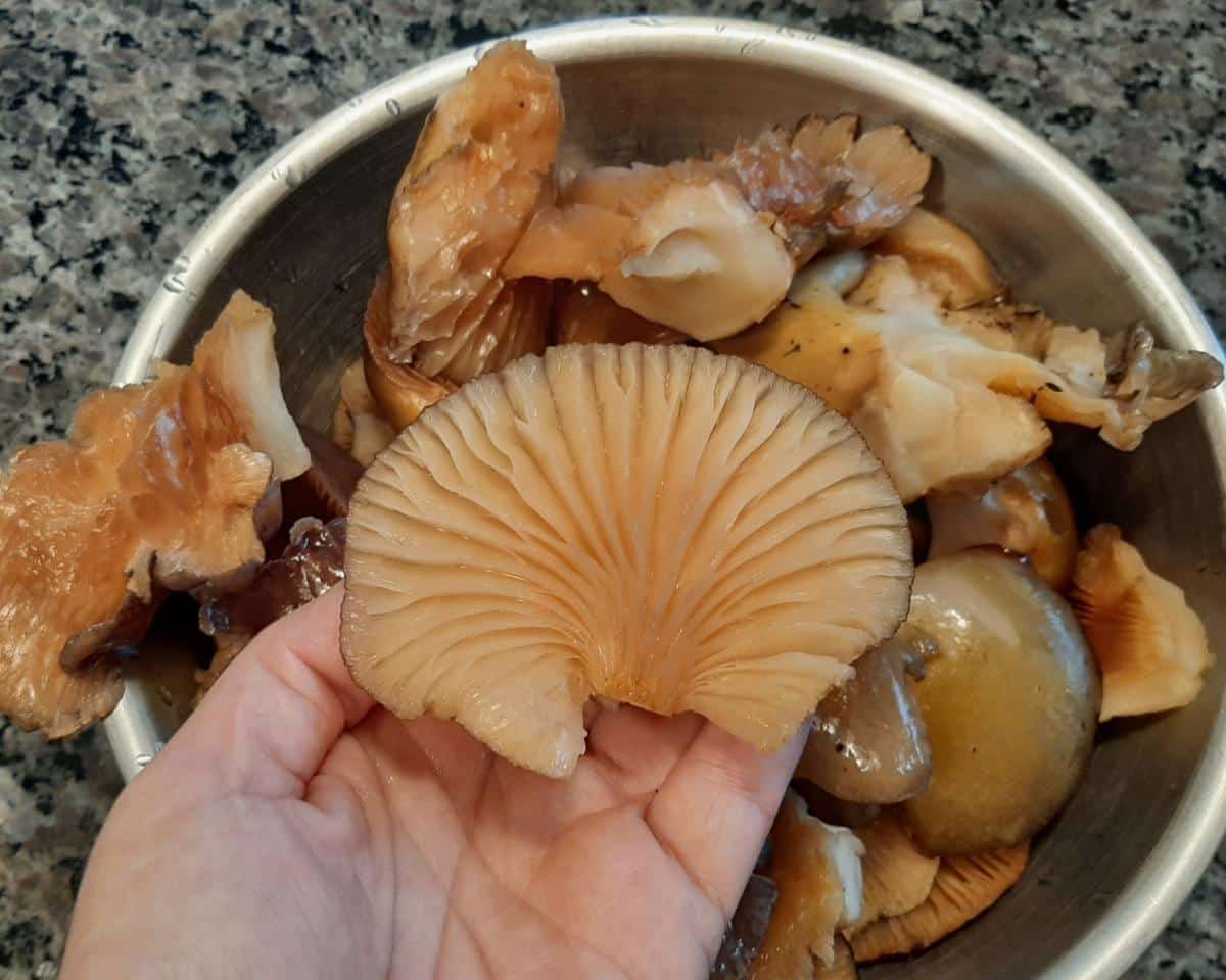 late fall oyster mushrooms