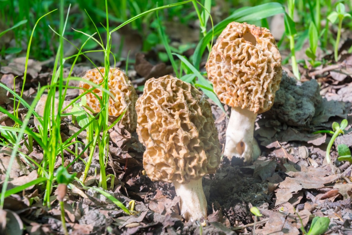 Morel hunting tips and secrets to find such cute shrooms in the wild.