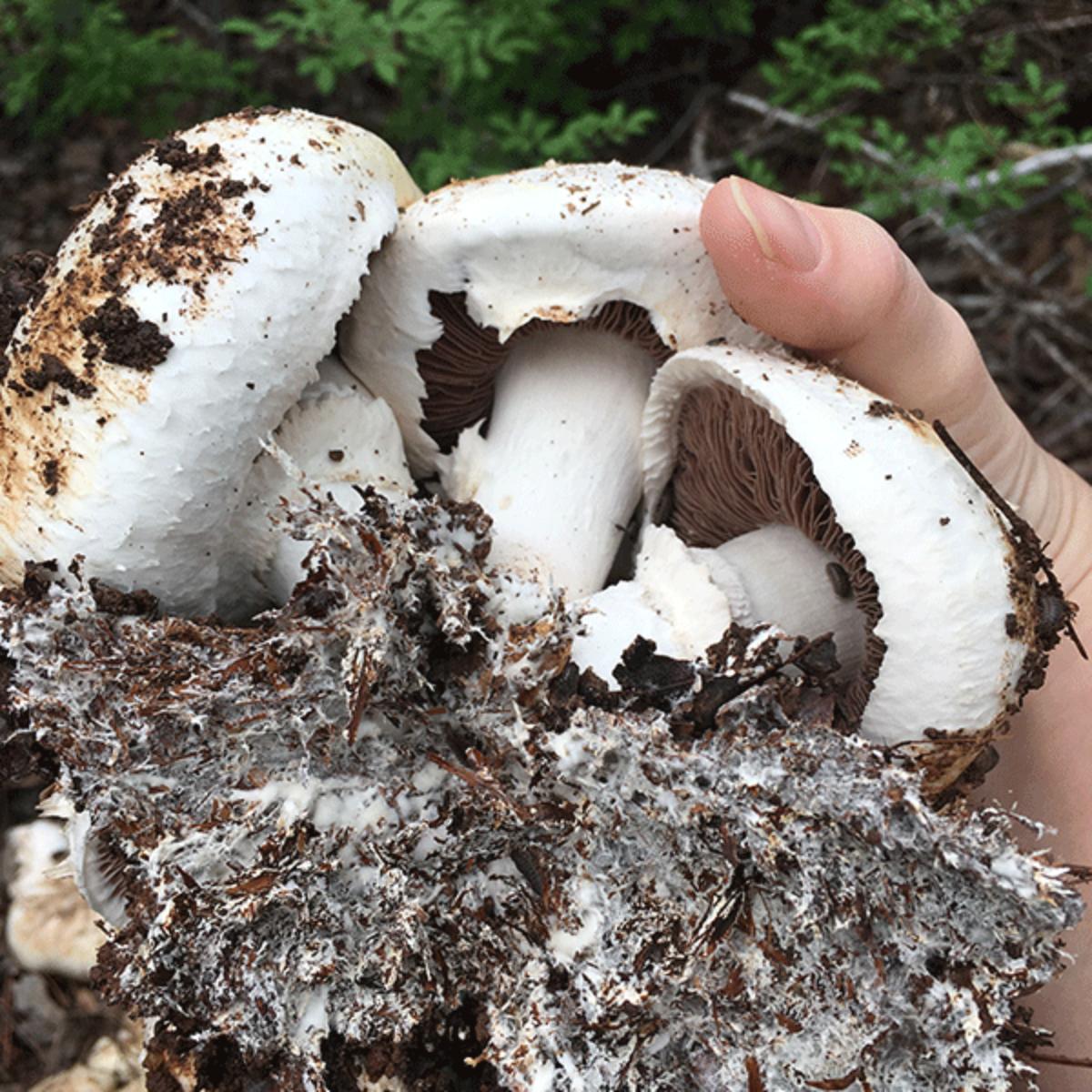 Michigan Mushroom Reishi Mushroom kit