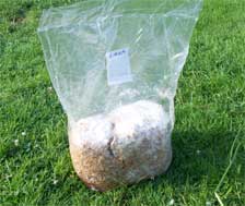 An oyster mushroom spawn bag