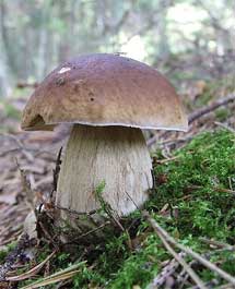 Porcini mushrooms are mycorrhizal fungi