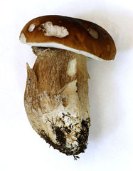 boletus edulis - the porcini mushroom