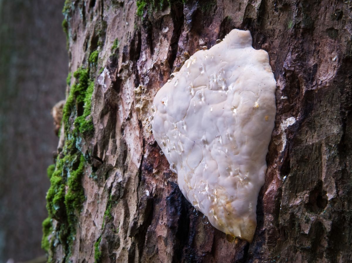 young polypore emerging