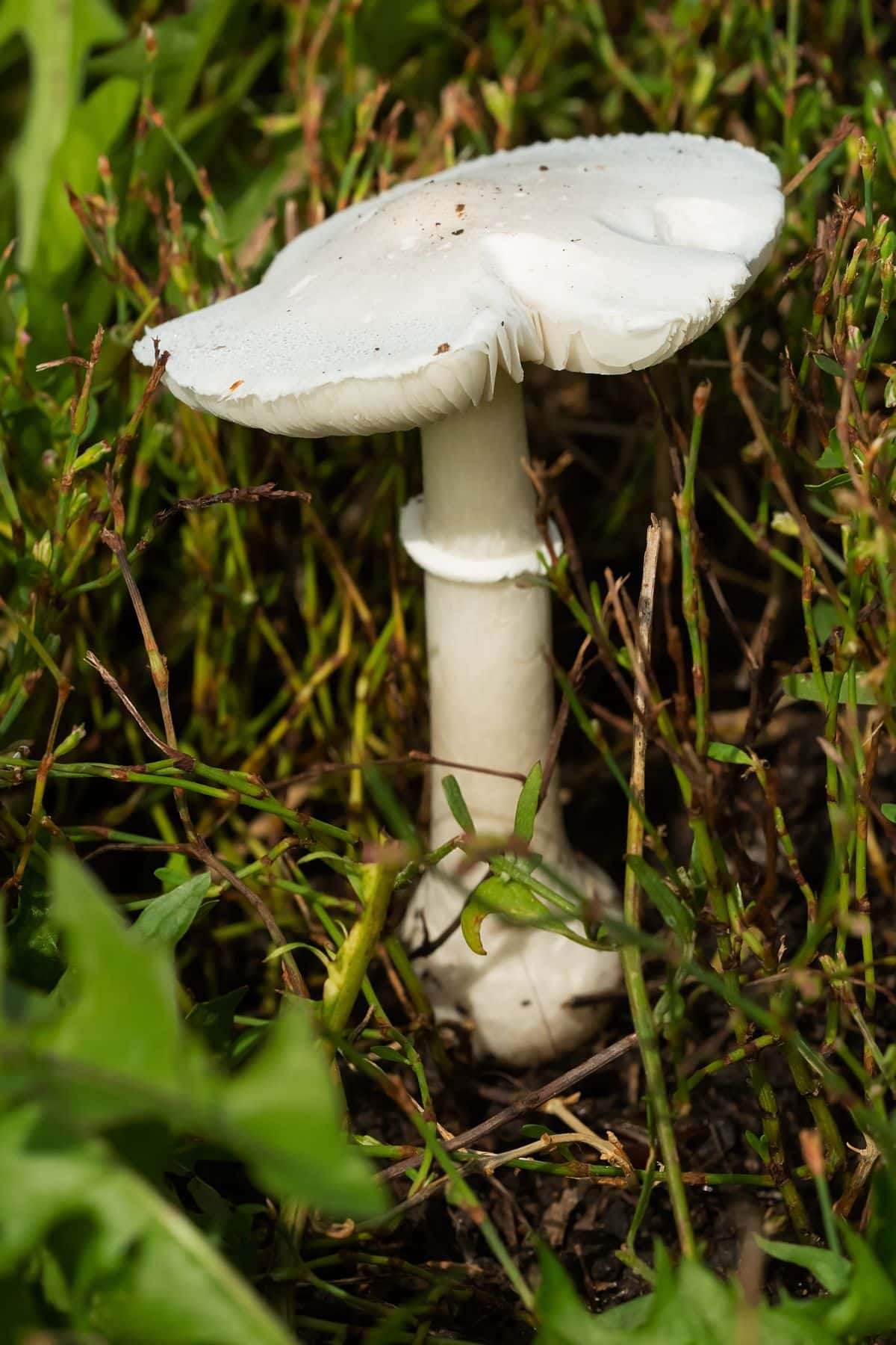 smooth parasol mushroom