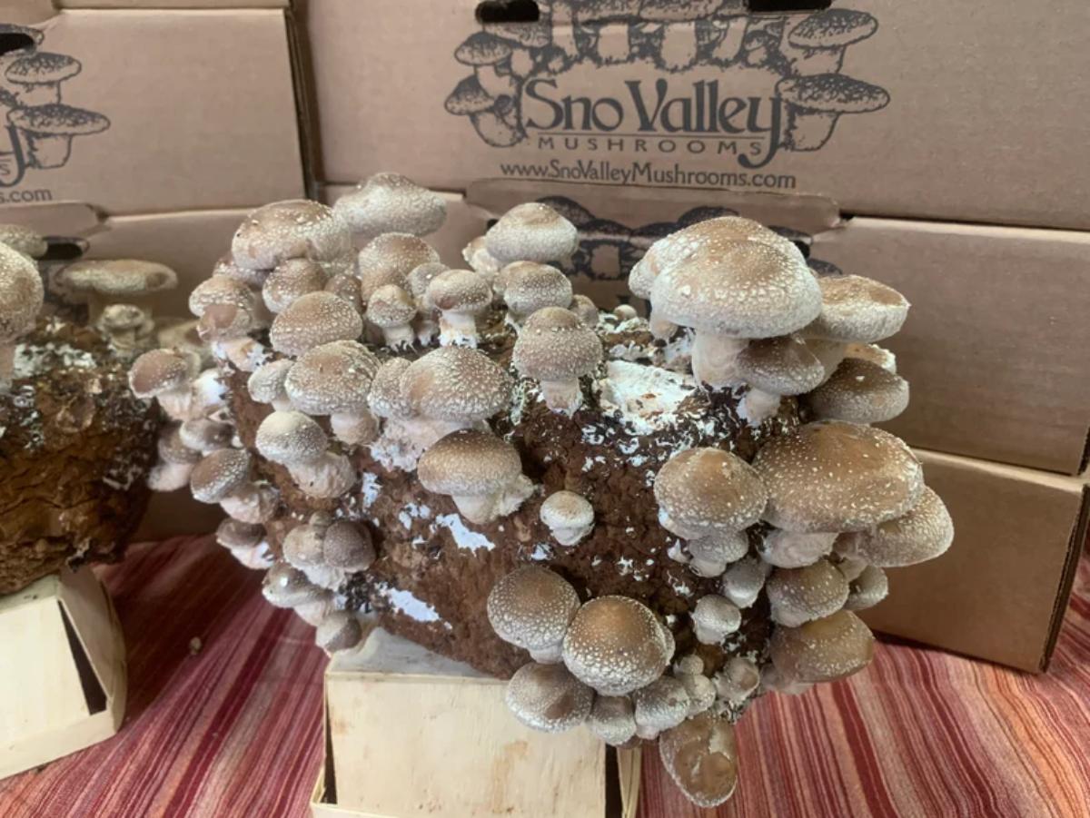 Sno Valley Shiitake Mushroom Kit