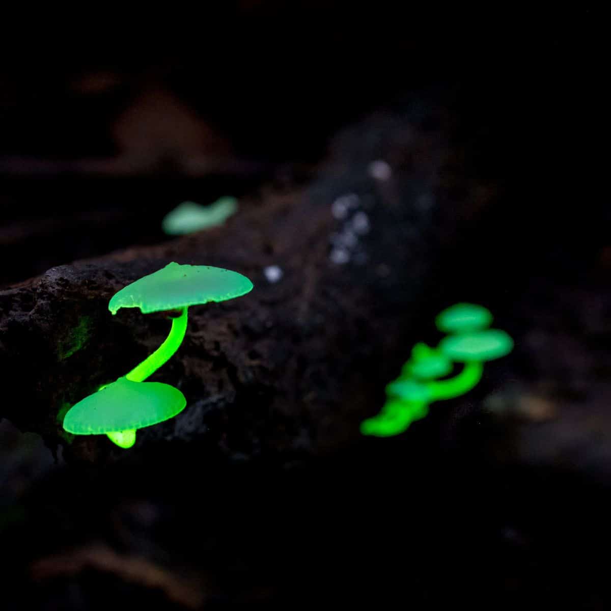 bioluminescent mushrooms, fun fungi facts