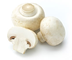 The white button mushroom, Agaricus bisporus