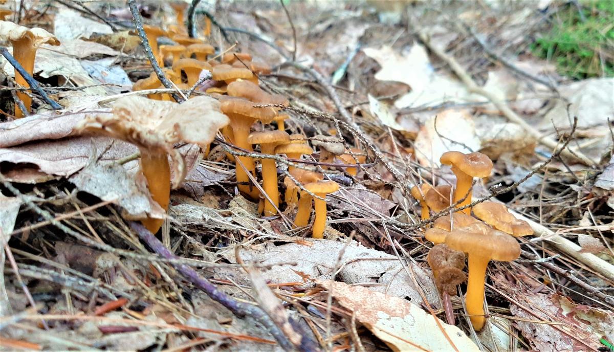 yellowfoot mushrooms