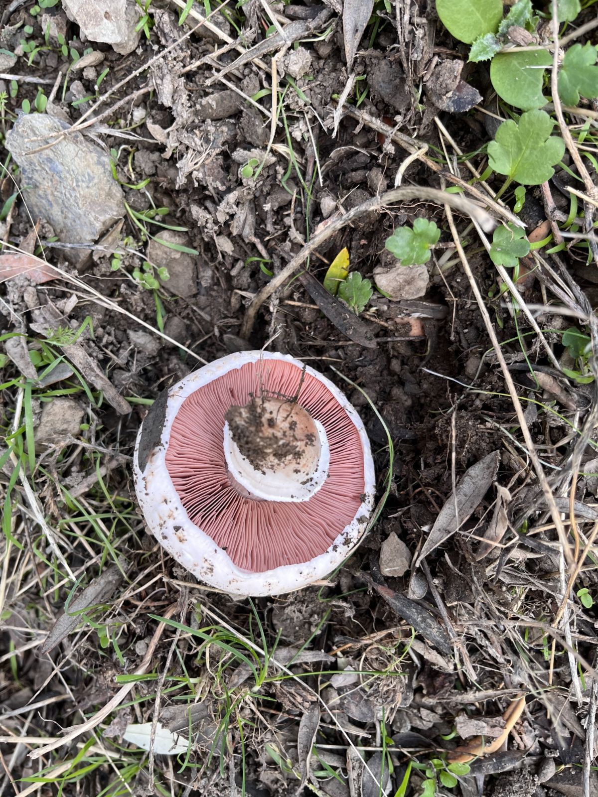 meadow agaricus mushroom