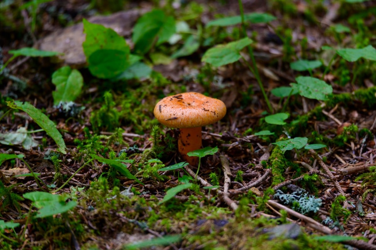 A single saffron milk cap growing on the mossy forest floor.
