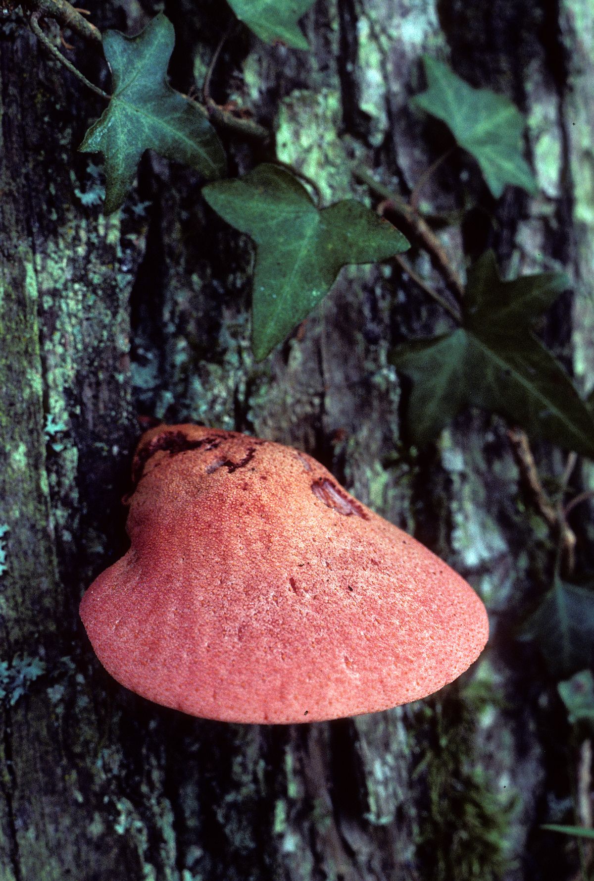 single young beefsteak mushroom