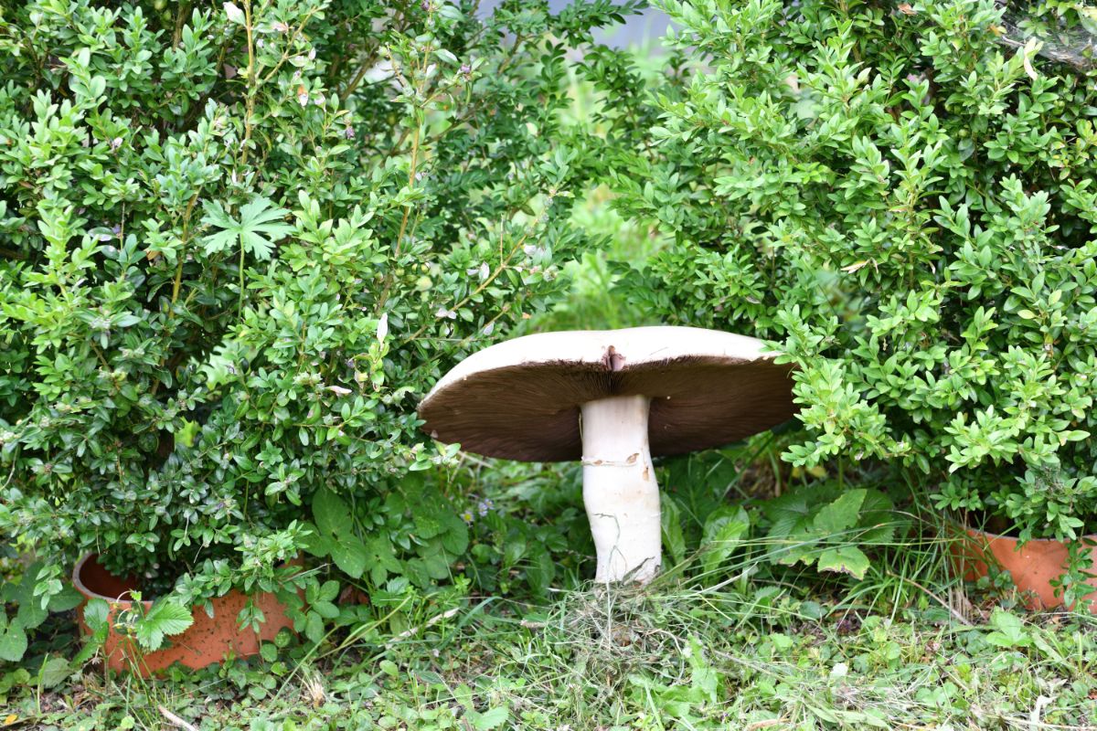 meadow mushroom in grass