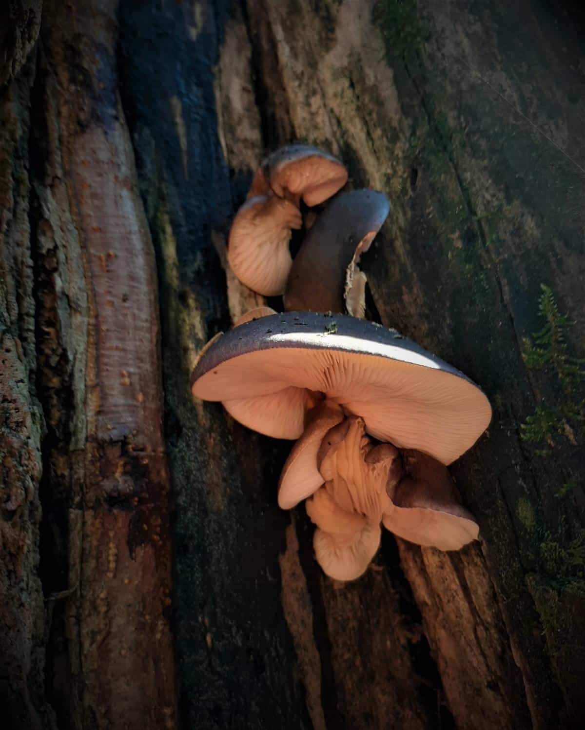 late fall oysters on side of tree