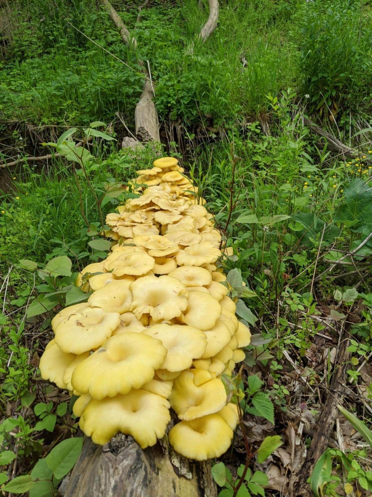 Yellow oyster mushrooms
