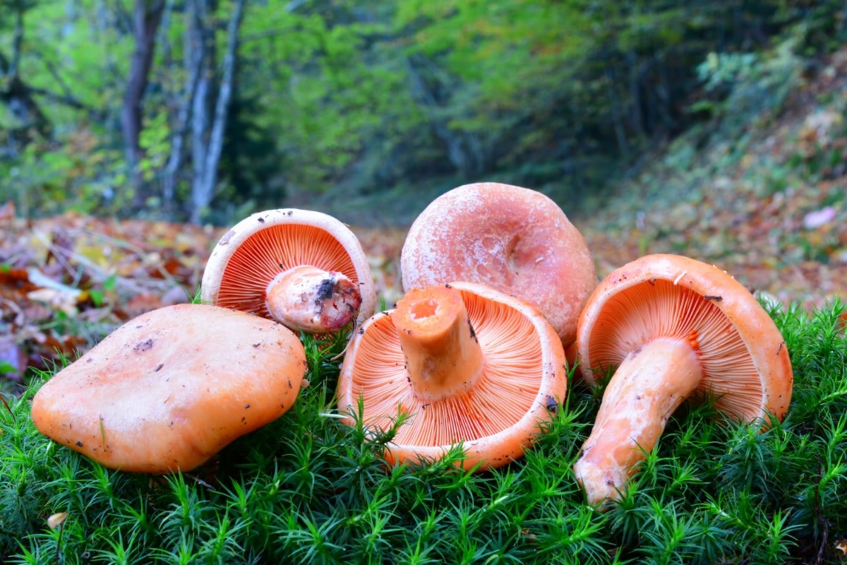 Saffron milky caps laying on mossy forest floor.